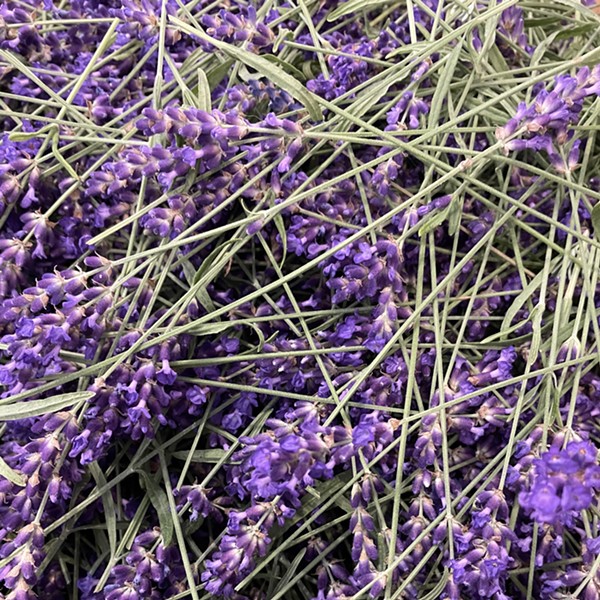 Locally grown lavender