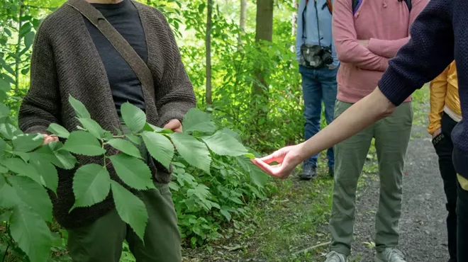 Image: LESSONS FROM THE LAND - Turning to the Plants: A Guided Plant Walk through Olana with Antonia P&eacute;rez of Herban Cura