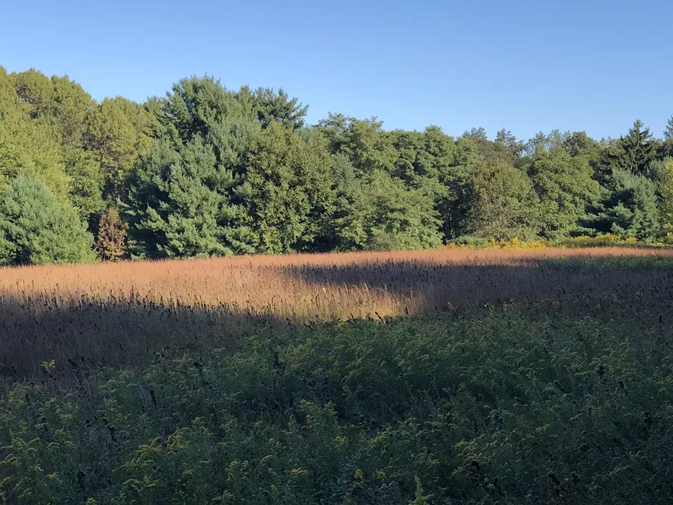 upland_meadow__little_bluestem.webp