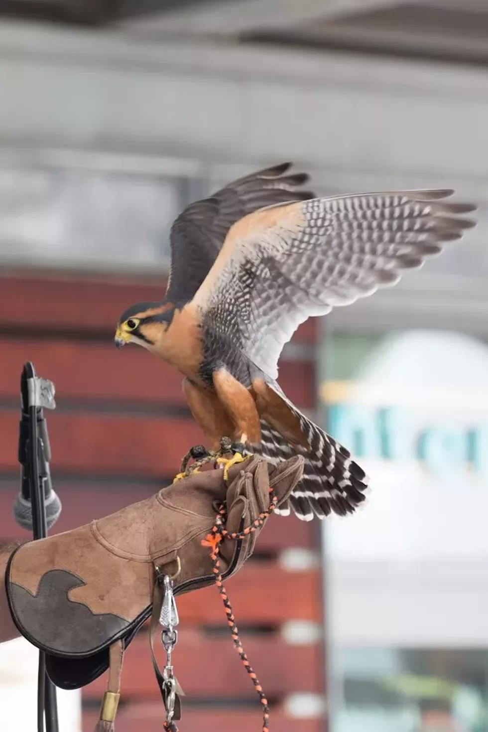 falcon.webp