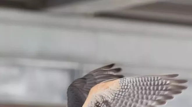 Image: Live Birds of Prey Soar Into Next Berkshire Nature Talk