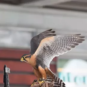 Image: Live Birds of Prey Soar Into Next Berkshire Nature Talk