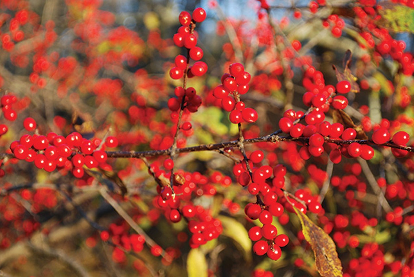 Red House Garden: Winterberry Hollies
