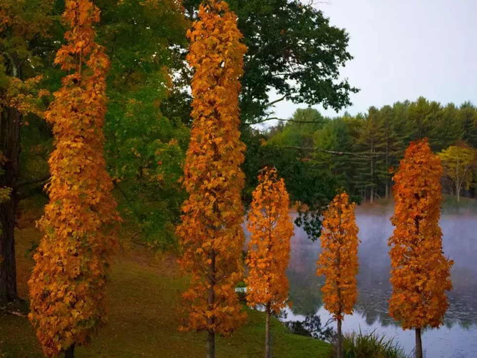 trees_walk.webp