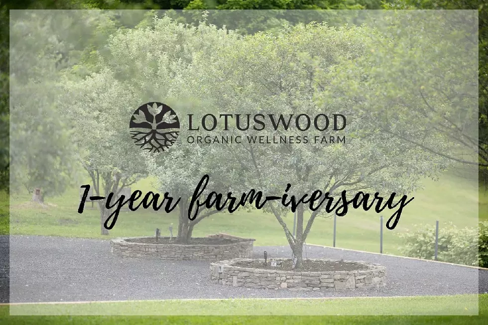 Lotuswood 1-year Farm-iversary