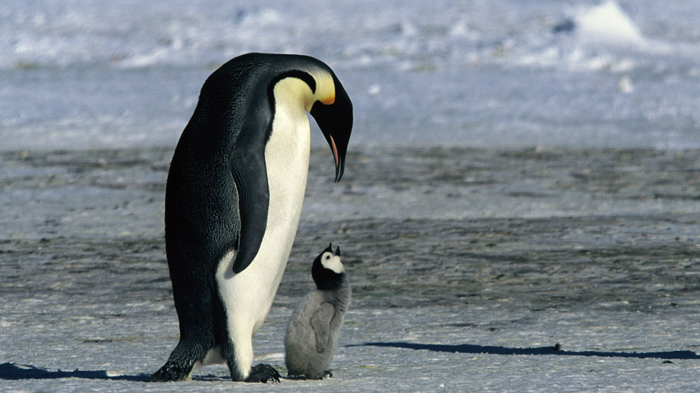 march_penguins_2.png