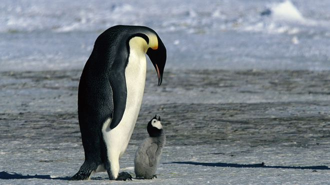 Image: MARCH OF THE PENGUINS