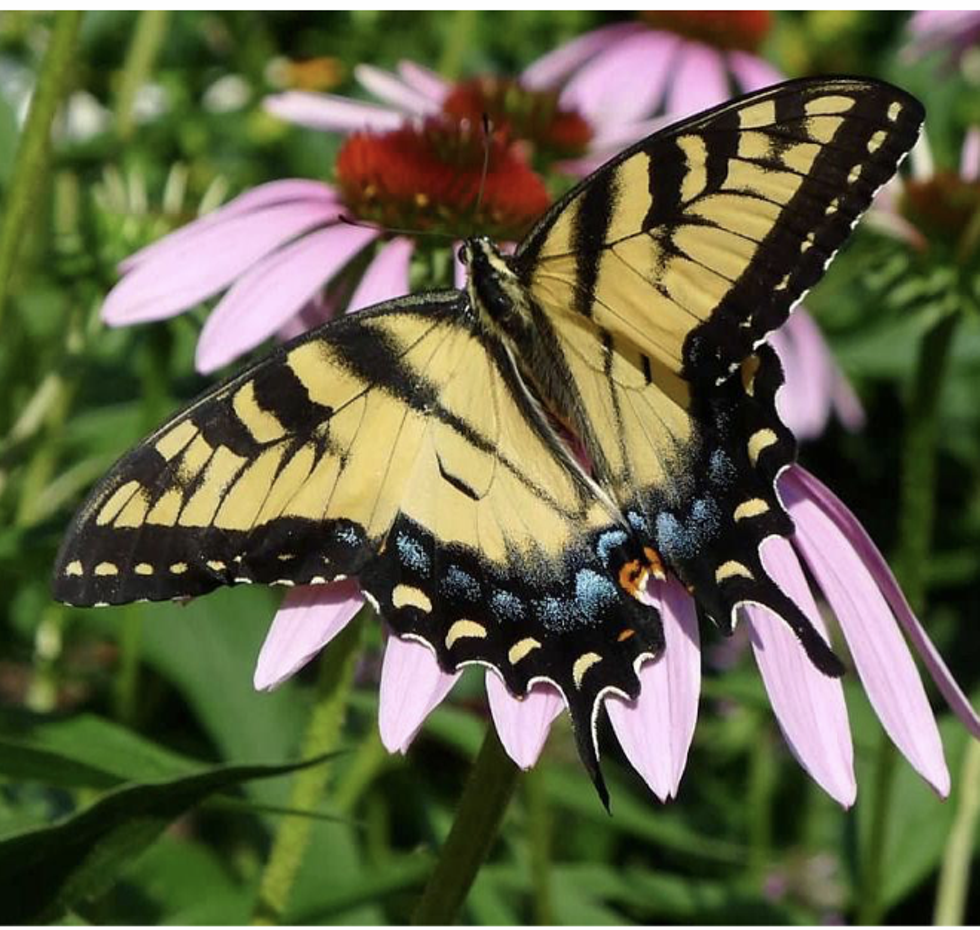 Celebrate Pollinators!