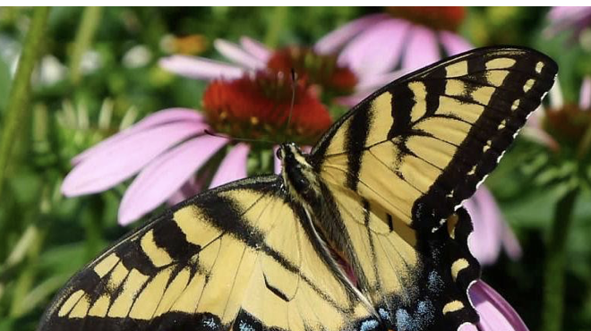 Image: Master Gardener Pollinator Party
