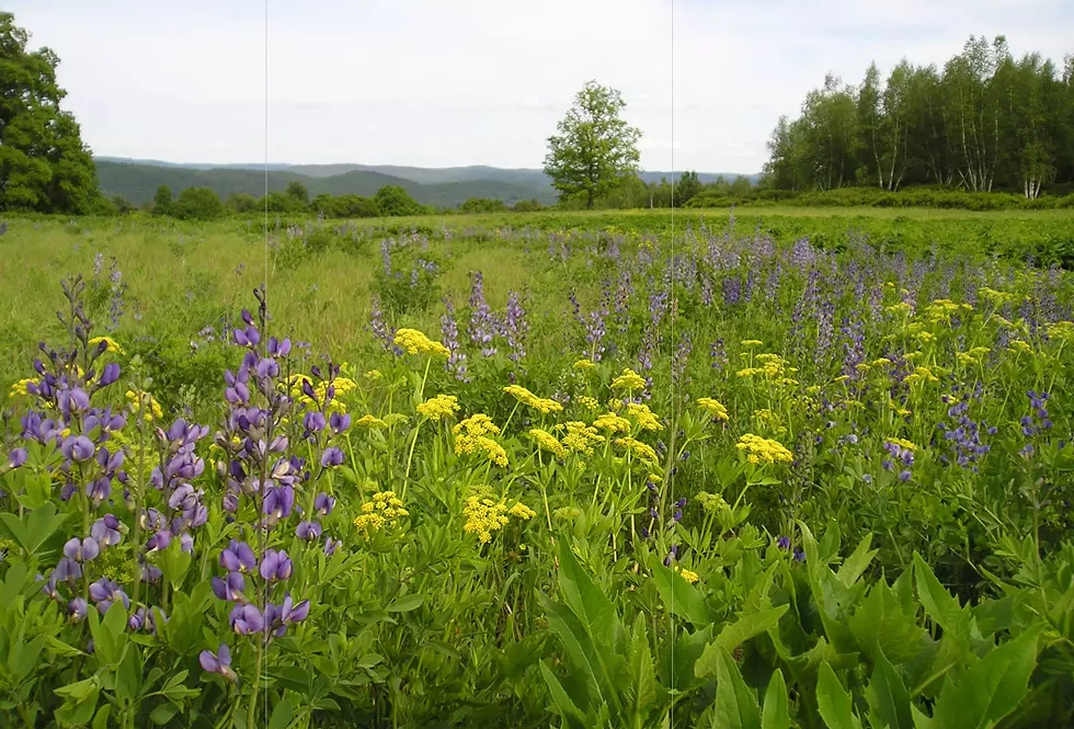 meadow_flower_drifts_w_mountains_horizon.webp