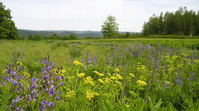Image: Meadows Matter: How to create a meaningful meadow