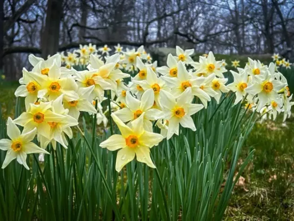 Members Only Daffodil Viewing Weekend at Innisfre