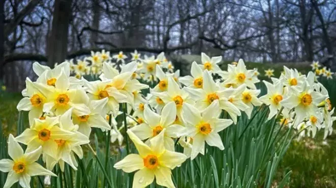 Image: Members Only Daffodil Viewing Weekend