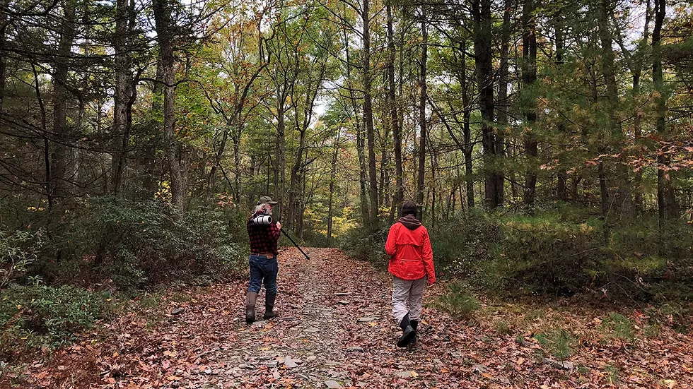 monitoring-volunteers-walking-in-woods.webp