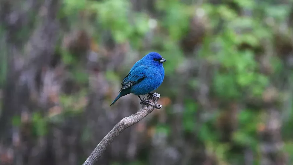 indigo-bunting-bird-by-david-soete.webp