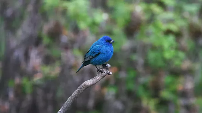 Image: Morning Bird Walk
