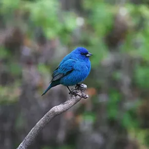 Image: Morning Bird Walk