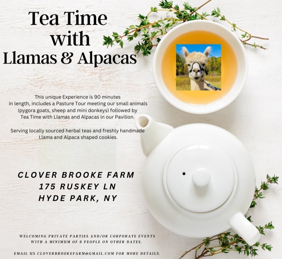 Tea Time with Llamas & Alpacas