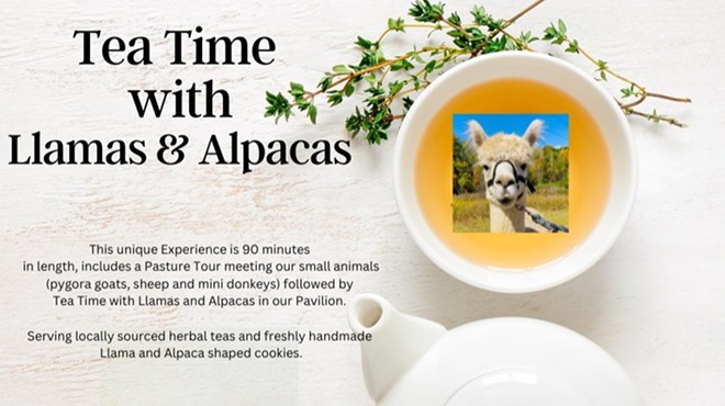 Mothers Day Tea with Alpacas