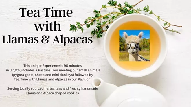 Image: Mothers Day Tea with Alpacas