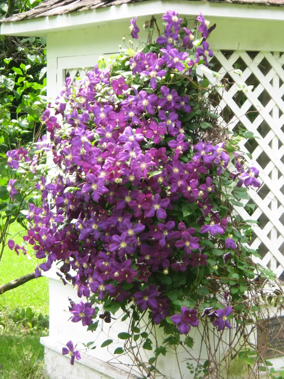 clematis_on_well_house.webp