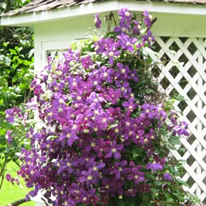 Image: Mount Gulian Great Estates Garden Tours