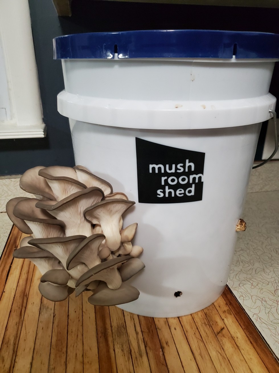 Large mushroom kit, fruiting oyster mushrooms