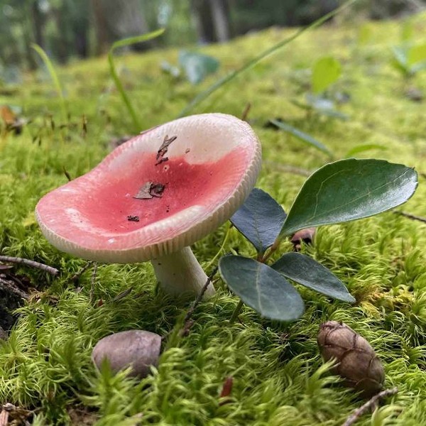 Mushroom Walk with Chris Baker of Chicory Naturalist