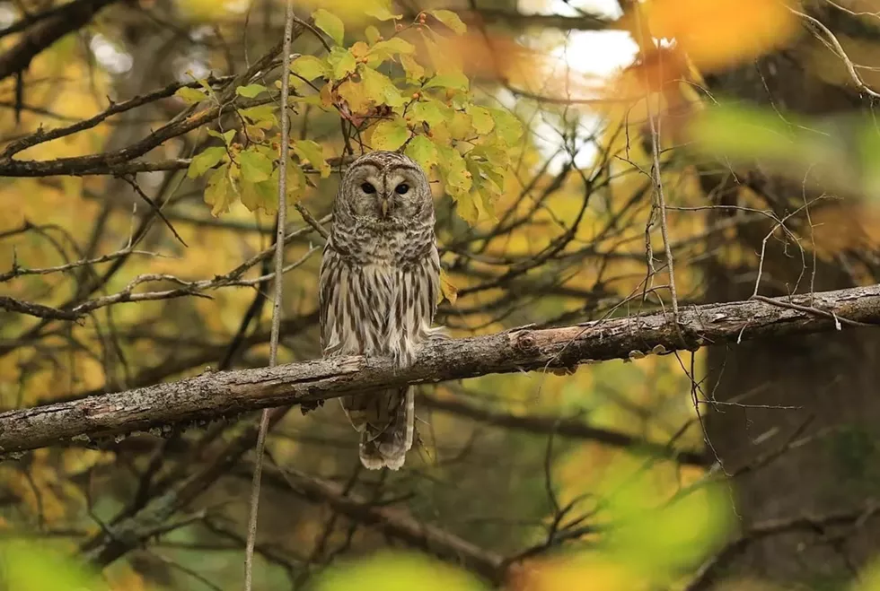 Owl at Southlands