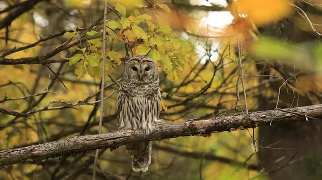 Image: National Birding Survey Walk