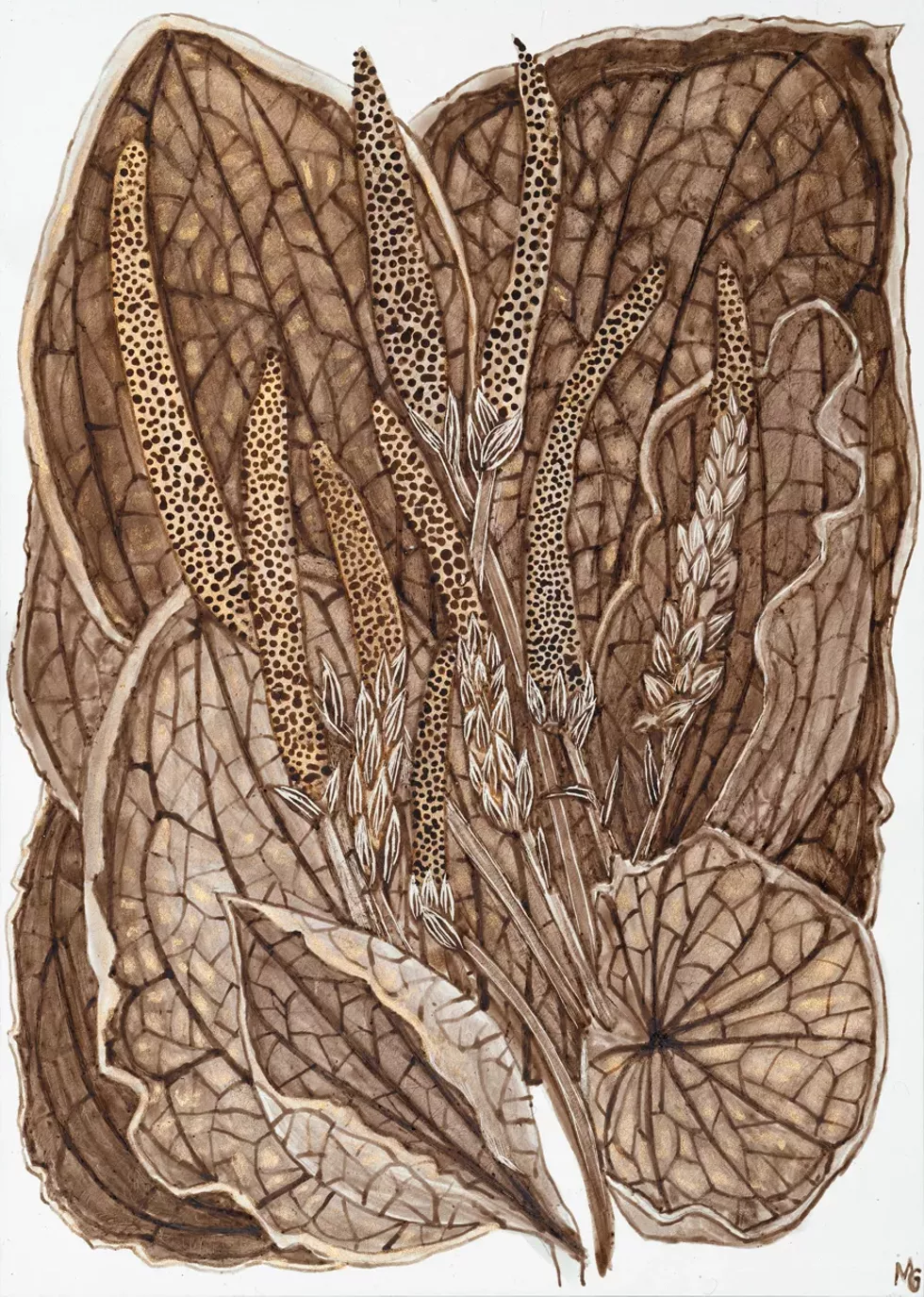 Margot Glass, Broad Leaf Plantain, 2026, black walnut ink & 23k burnished shell gold on prepared panel, 7 x 5 inches (unframed), 10.5 x 8.25 inches (framed)
