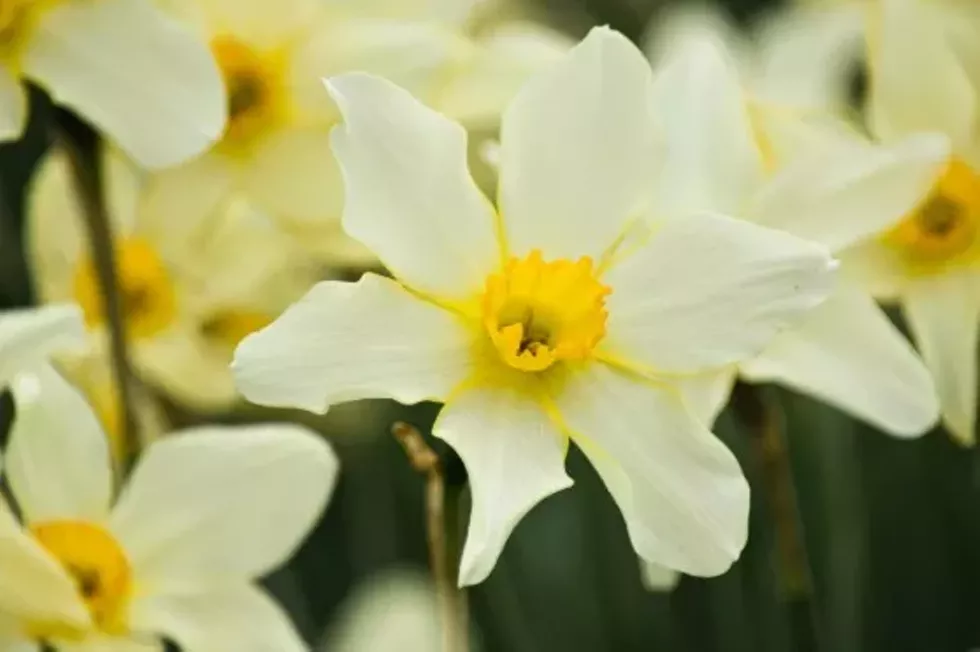 Open Daffodil Viewing Weekend at Innisfree