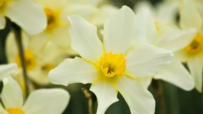 Image: Open Daffodil Viewing Weekends