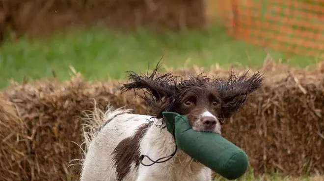 Image: Orvis Game Fair