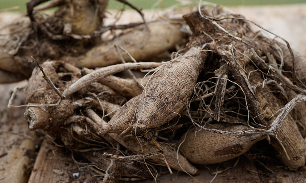 dahlia_tubers__1_.png