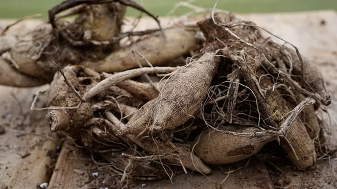 Image: Overwintering Your Dahlia Tubers w/ Rebecca Klingebiel