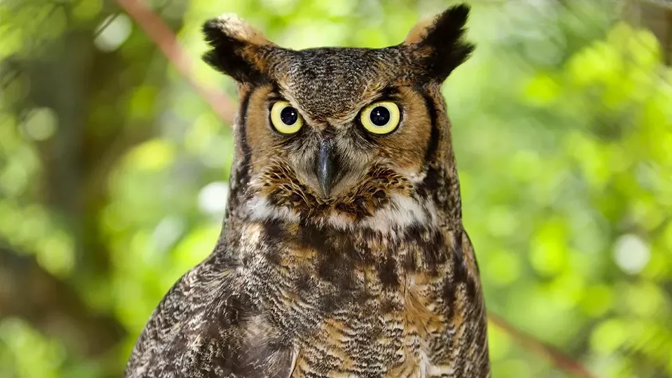 owl.webp