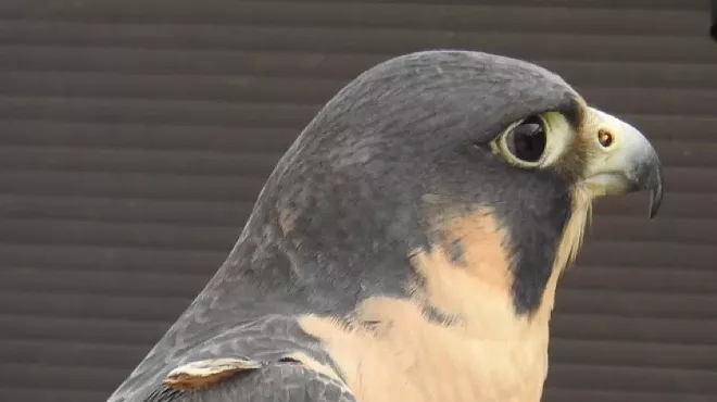 Image: Peregrines and the Preserve