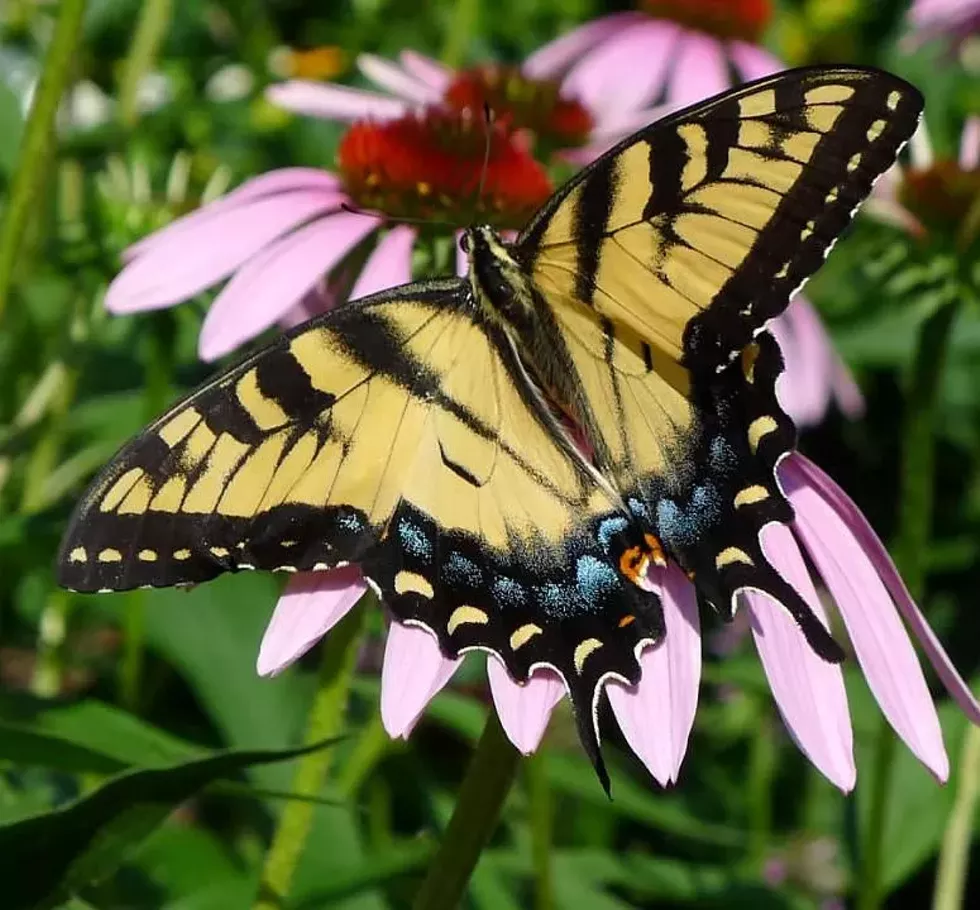 Eastern Tiger Swallowtail Butterfly