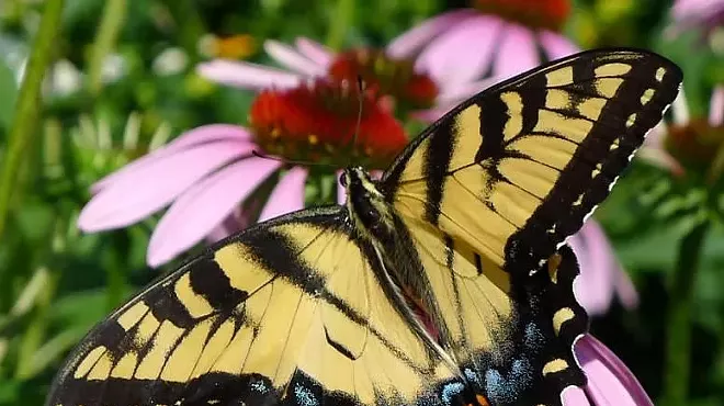 Image: Pollinator Party