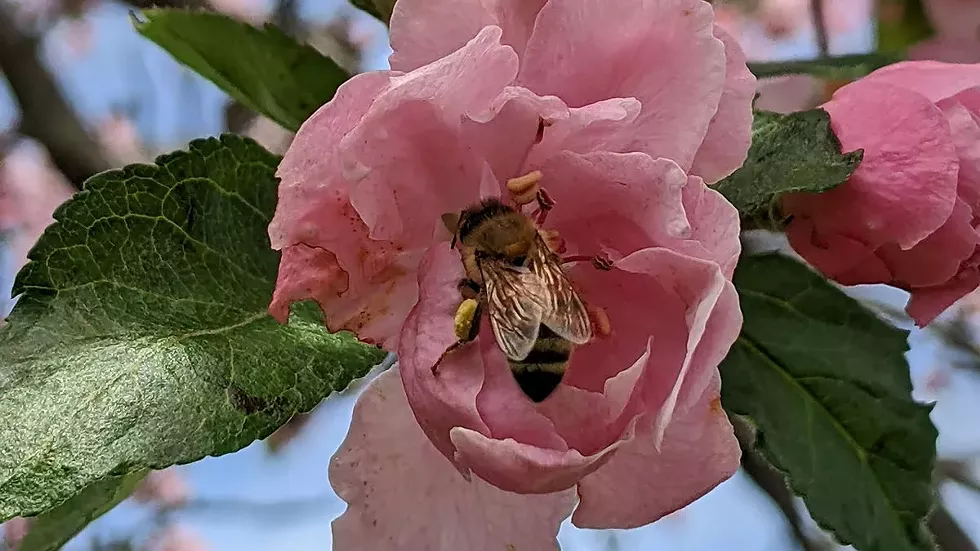 honeybee-in-flower-blossom---hubbard.webp