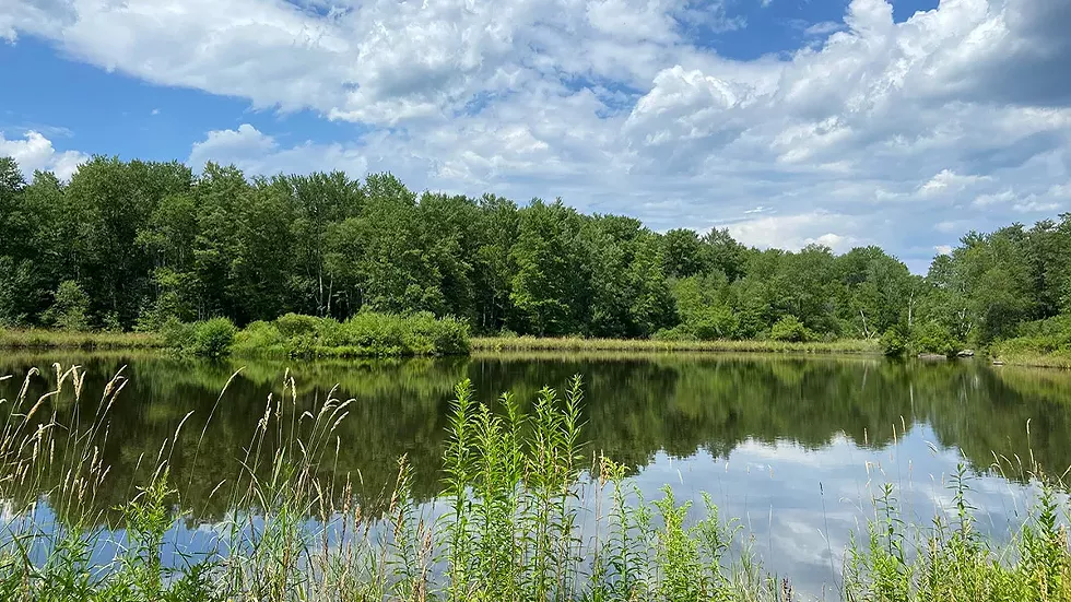 pond-at-vsnr-summer.webp