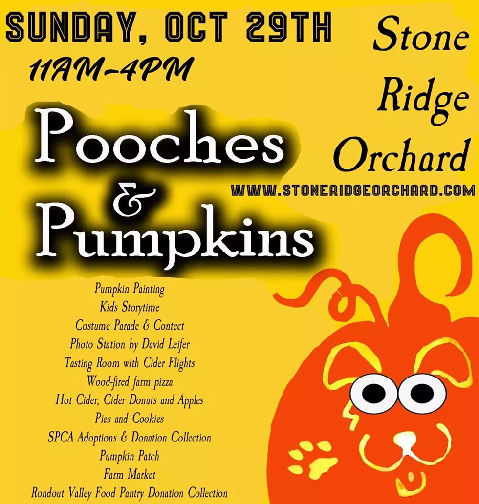 Pooches and Pumpkins, October 29 2023, Stone Ridge Orchard