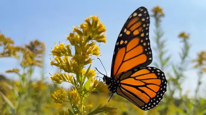Image: Protect the Pollinators with Seed Bombs