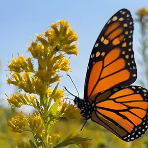 Image: Protect the Pollinators with Seed Bombs