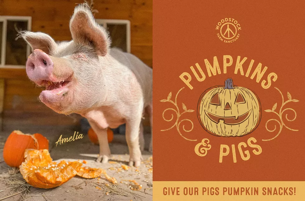 pumpkins-pigs-fall-event-woodstock-farm-sanctuary.webp
