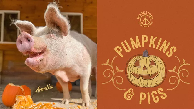 Image: Pumpkins & Pigs