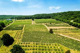 Image: Quartz Rock Vineyard