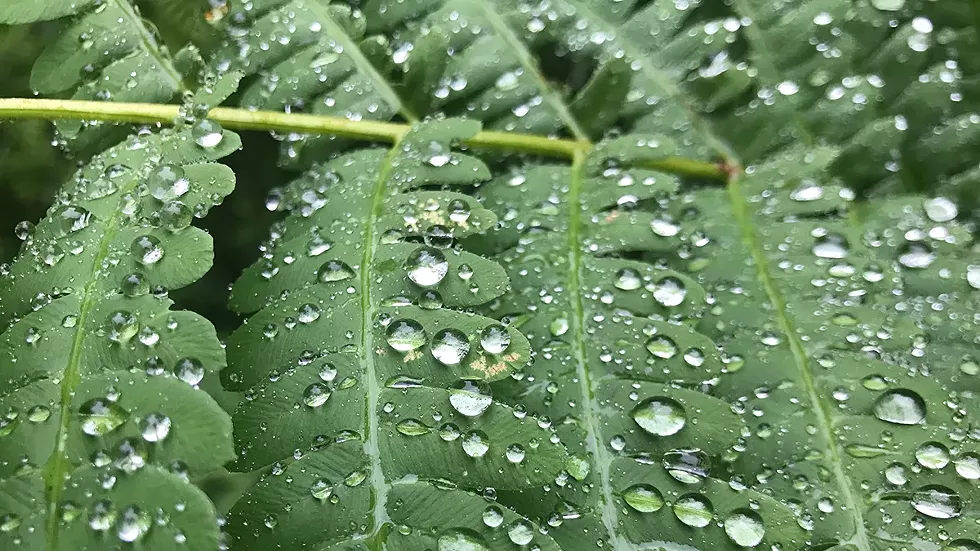 raindrops-on-fern---photo-by-jason-zarnowski.webp