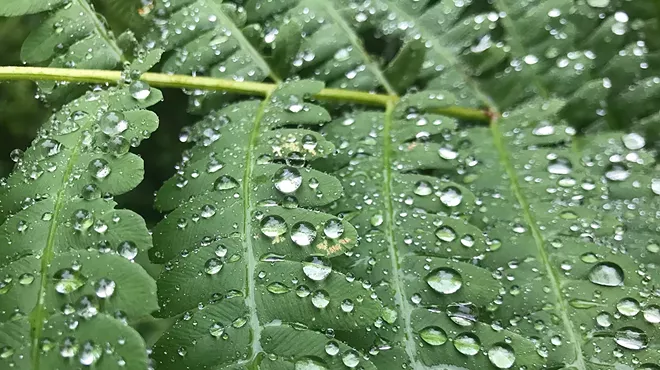 Image: Rain to Drain
